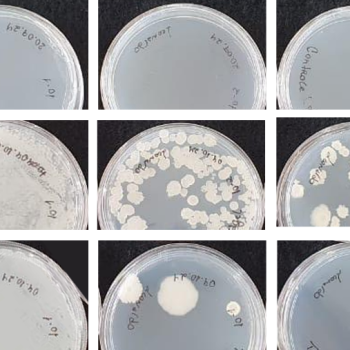 Quantificação de células viáveis (u.f.c.), presença/ausência de contaminantes e shelf-life de produtos biológicos